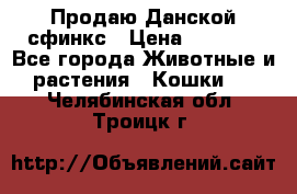  Продаю Данской сфинкс › Цена ­ 2 000 - Все города Животные и растения » Кошки   . Челябинская обл.,Троицк г.